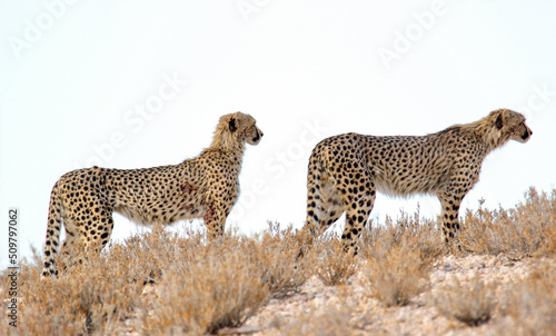 Cheetah in the Kgalagadi, South Africa