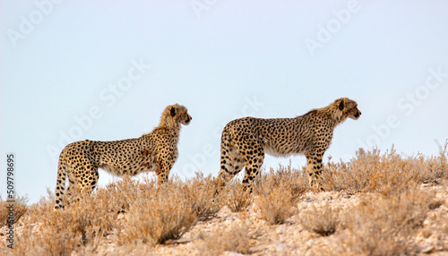 Cheetah in the Kgalagadi, South Africa