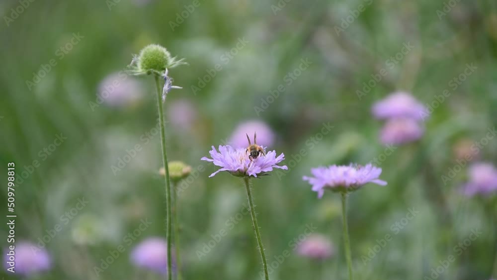 A honey bee on the flower of field scabious A honey bee on the flower of field scabious