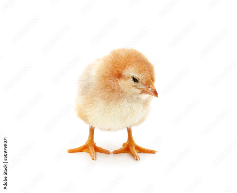 Small yellow chicken.