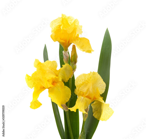Foto Yellow irises in the grass.