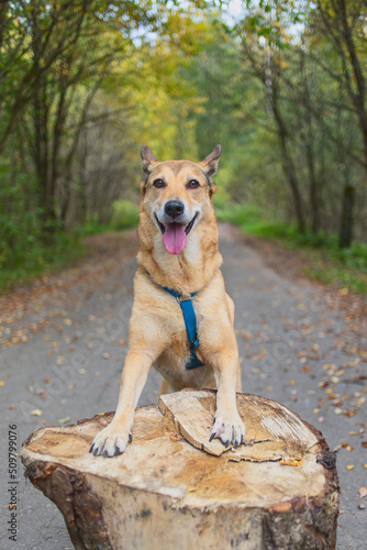 Young dog in an autumn forest. Front paw lies on a log.
