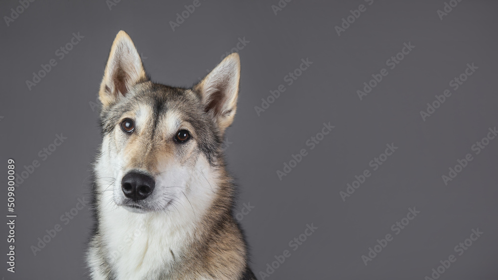 Husky dog portrait looking at the camera on a gray background Husky dog portrait looking at the camera on a gray background