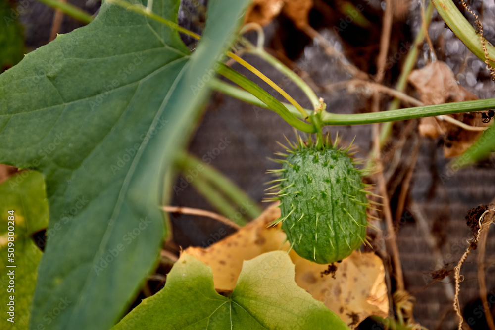 Fruits of squirting wild cucumber plants, Ecballium elaterium, on a background of green leaves. August. Ripening of the plant. Natural fence decoration or hedge. Close-up. Wildlife nature wallpaper Fruits of squirting wild cucumber plants, Ecballium elaterium, on a background of green leaves. August. Ripening of the plant. Natural fence decoration or hedge. Close-up. Wildlife nature wallpaper