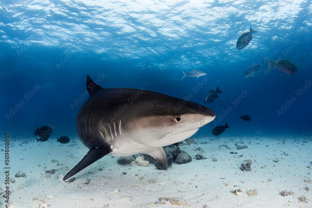 Fototapeta premium Big female tiger shark swimming in the deep blue of Indian Ocean near Maldives islands