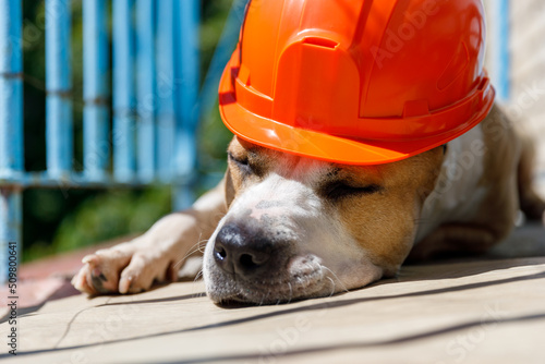 dog breed pit bull terrier lies in an orange construction helmet
