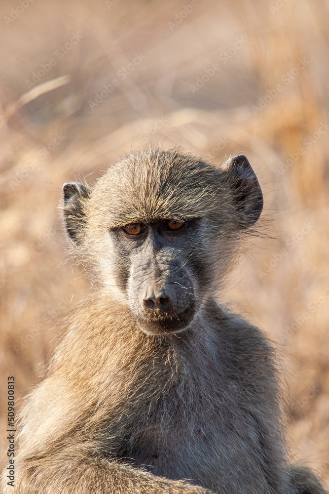 Young Chacma Baboons sitting in the African sun