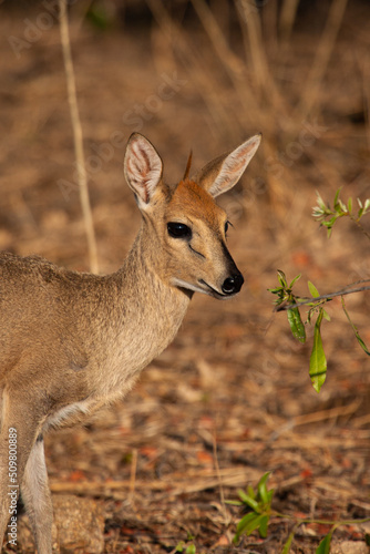 A Common Duiker comes out of the brush into the sun on the Kruger Park photo