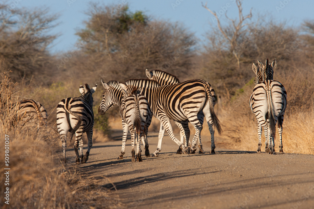 Fototapeta premium Burchell's zebra walking along a dirt road in Africa