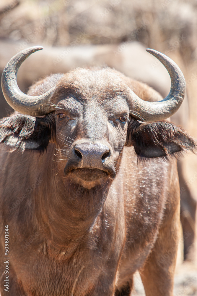 An African Buffalo staring down the lens in the Kruger Park An African Buffalo staring down the lens in the Kruger Park