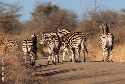 Burchell s zebra walking along a dirt road in Africa