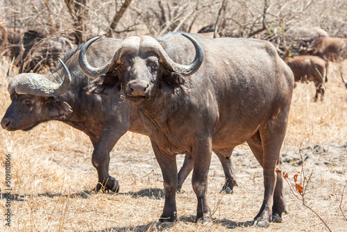 An African Buffalo staring down the lens in the Kruger Park