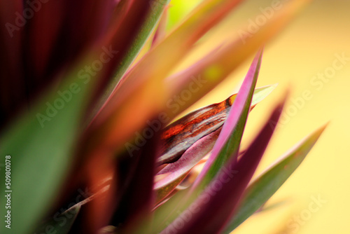 close up of red leaf