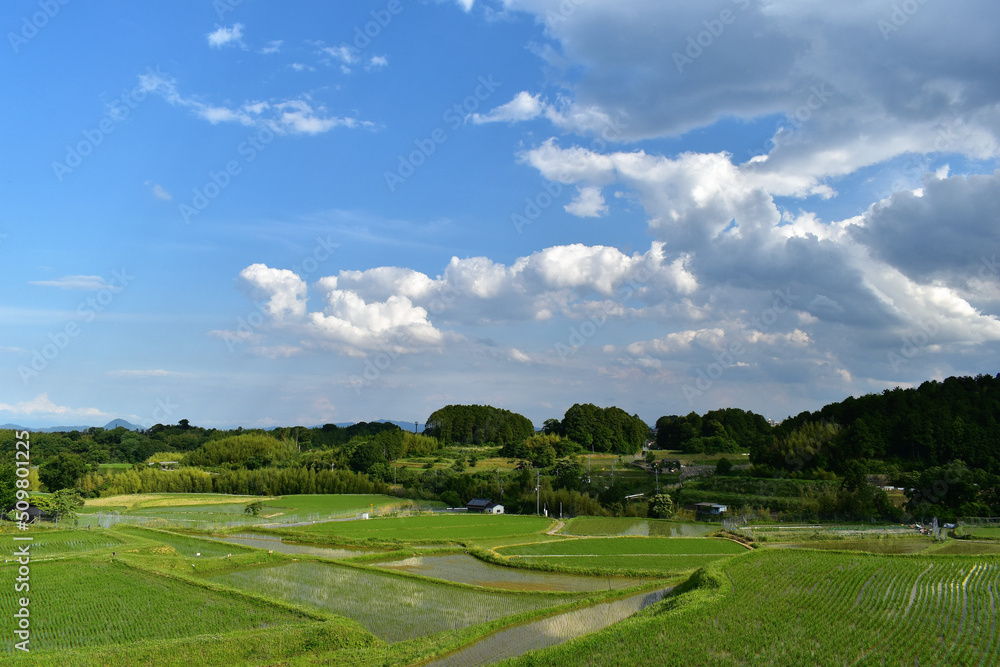 水田、びわ湖、棚田、苗、稲、田んぼ、田舎の景色、日本の景色
