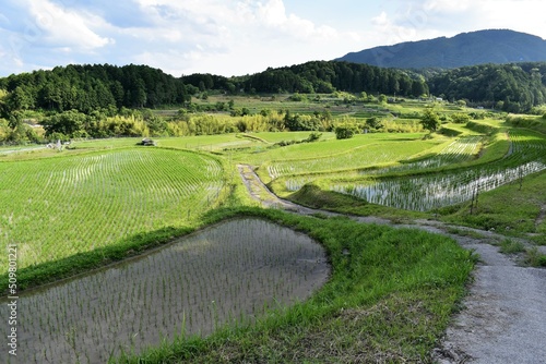 水田、びわ湖、棚田、苗、稲、田んぼ、田舎の景色、日本の景色、馬蹄、馬蹄水田