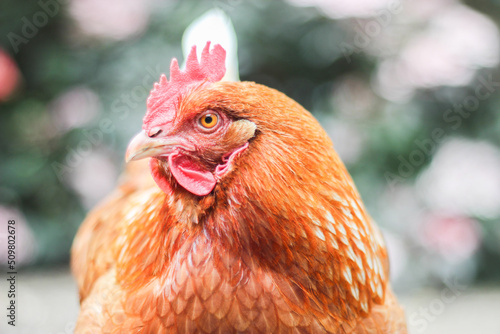 Freilandhuhn Henne Braun Freiland Huhn Bauernhof Hühner Close Up Bio Legehuhn Legehenne photo