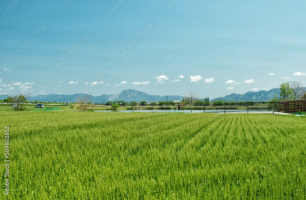 滋賀県彦根市の曽根沼と小麦畑から見える名峰、伊吹山