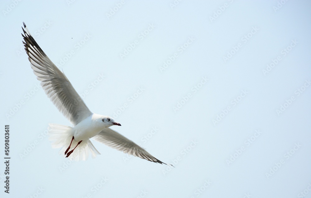 Fototapeta premium seagull in flight