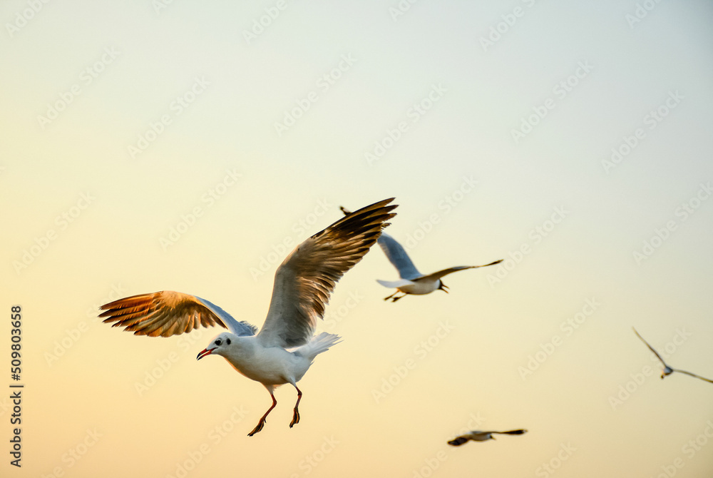 Obraz premium pelican in flight
