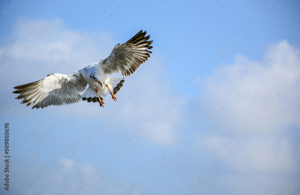 Obraz premium osprey in flight