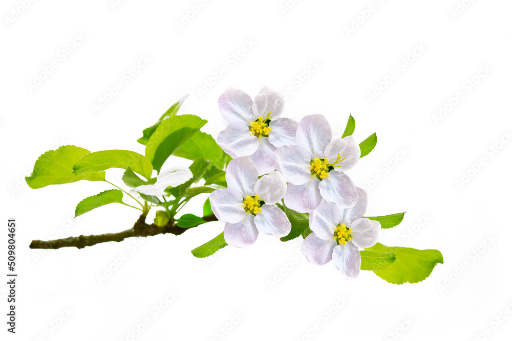 Fototapeta premium Flowering branch of apple isolated on a white background.