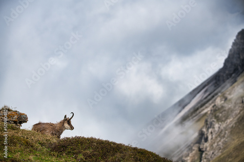 Silhouette of a chamois in a great mountain panorama