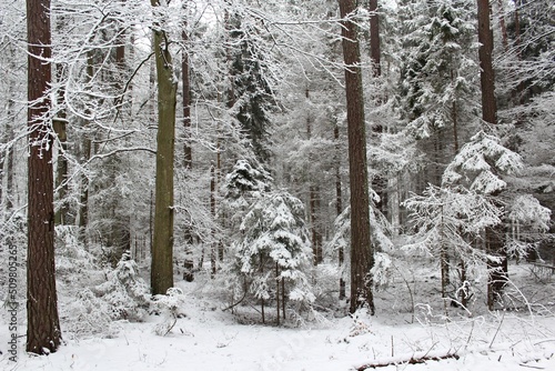 Fototapeta Naklejka Na Ścianę i Meble -  las zimą
