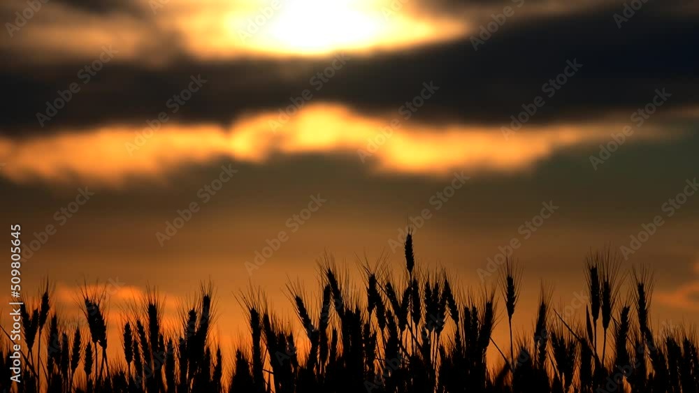 Wheat ears under the sunset colorful light and summer field sound Wheat ears under the sunset colorful light and summer field sound