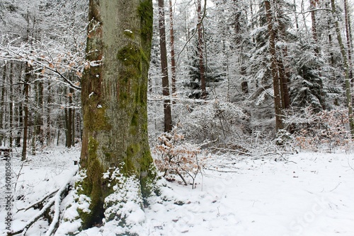 Fototapeta Naklejka Na Ścianę i Meble -  las