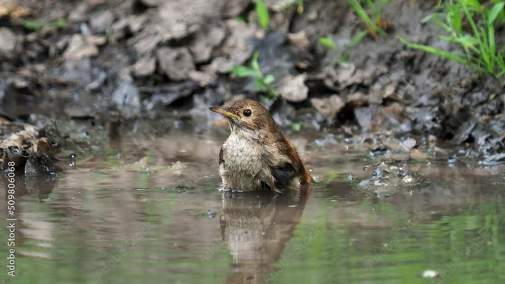 The thrush nightingale bird, Luscinia luscinia, taking a bath The thrush nightingale bird, Luscinia luscinia, taking a bath