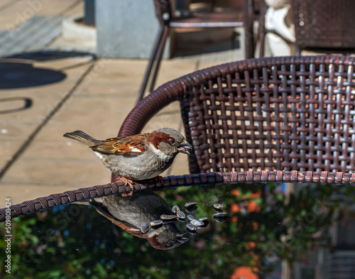 фотографія Sparrow male is sitting on a specular table in a street cafe and looking at camera