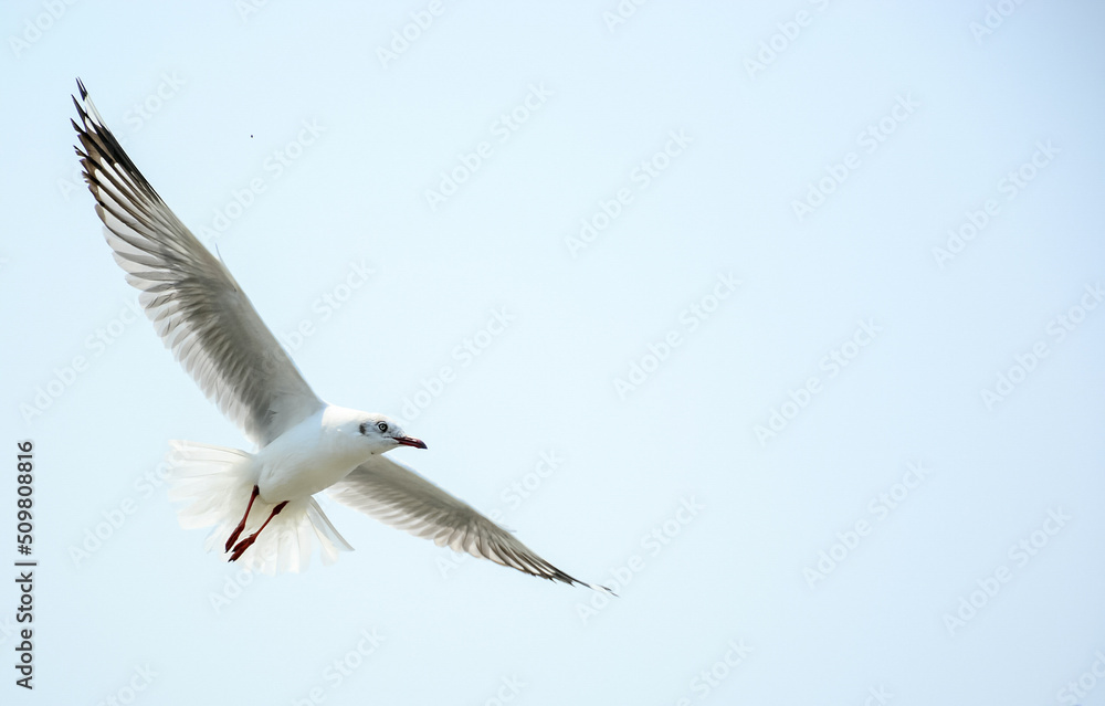 seagull in flight
