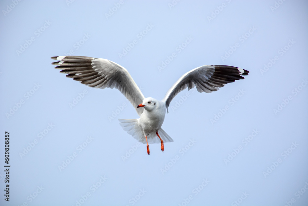 Fototapeta premium seagull in flight