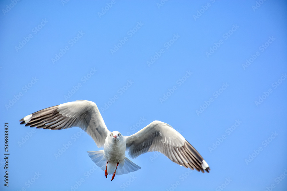 Obraz premium seagull in flight
