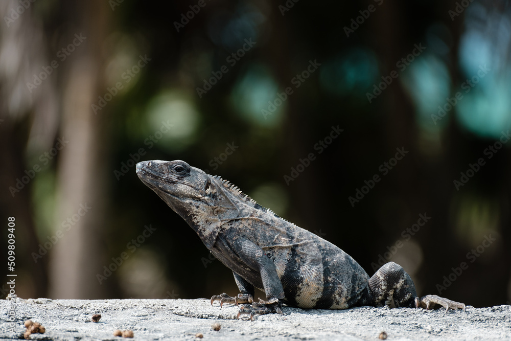 Iguana posing with pride Iguana posing with pride