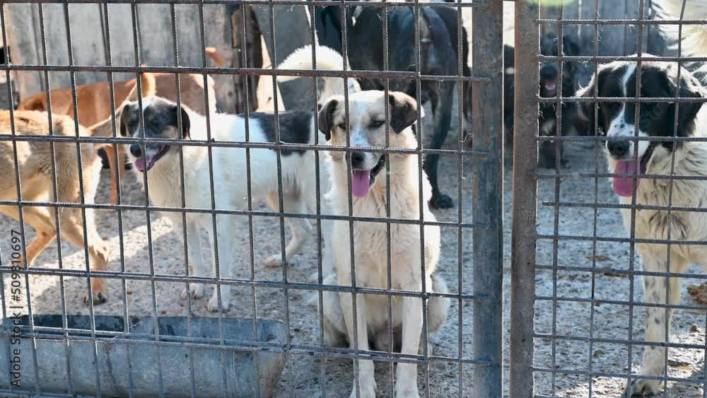 Homeless and unwanted dogs barking in animal shelter. Asylum for dogs ...