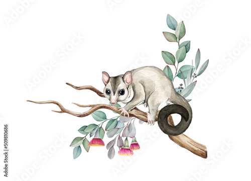 Fototapeta Sugar glider possum on eucalyptus branch