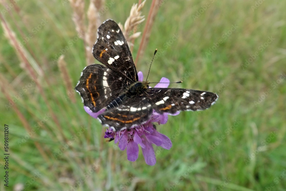 motyl motyl