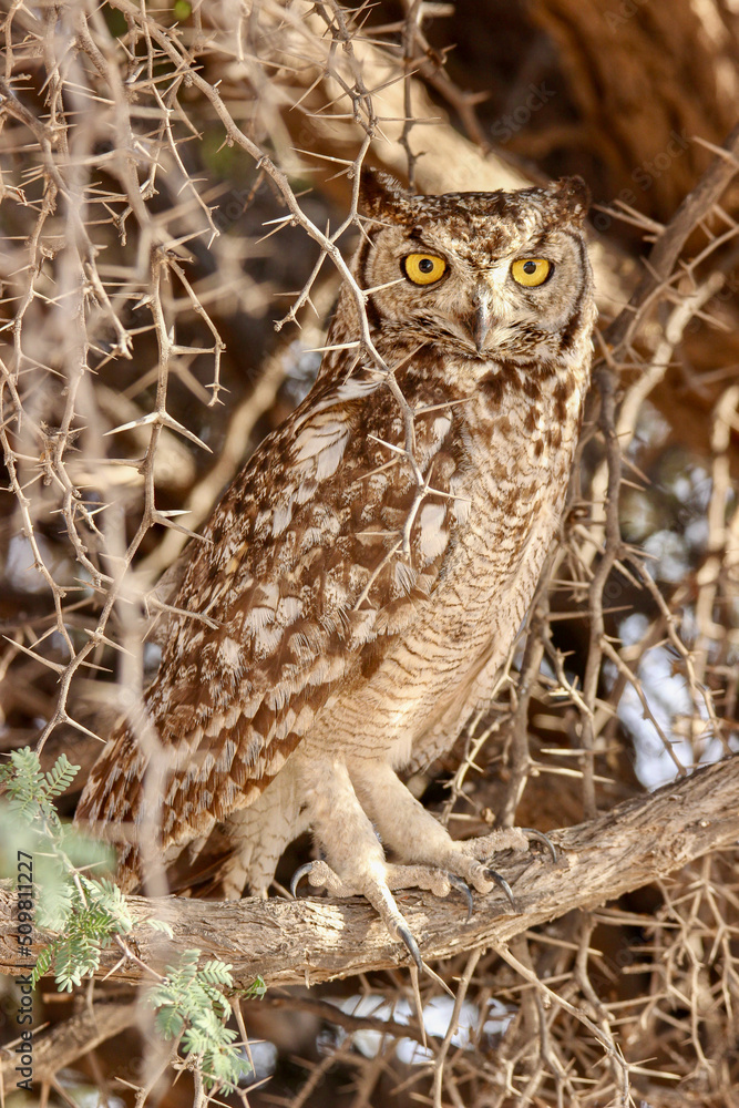 Spotted Eagle Owl, Kgalagadi, South Africa Spotted Eagle Owl, Kgalagadi, South Africa