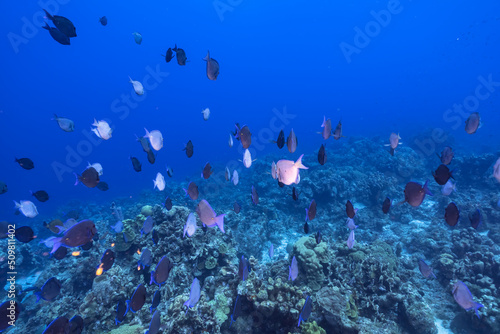 Seascape with School of Surgeonfish, coral, and sponge in the coral reef of the Caribbean Sea, Curacao