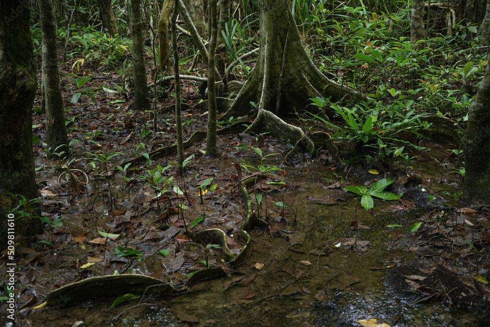 Fototapeta premium 沖縄県 西表島 マングローブ