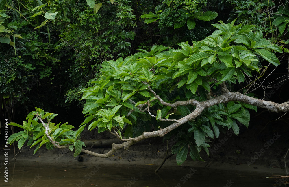 Fototapeta premium 沖縄県 西表島 マーレ川