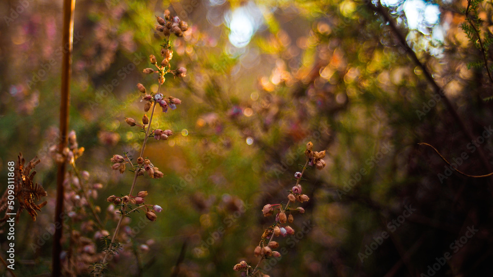 Macro de tiges de bruyères sauvages, mises en valeur par une lumière orangée, pendant le coucher du soleil