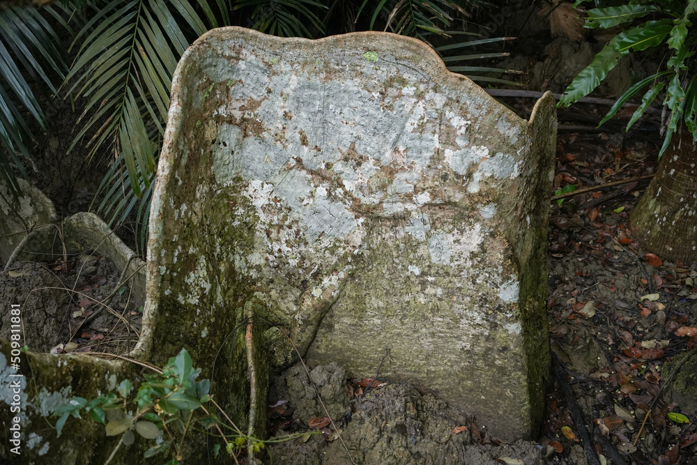 Obraz premium 沖縄県 西表島 サキシマスオウノキ