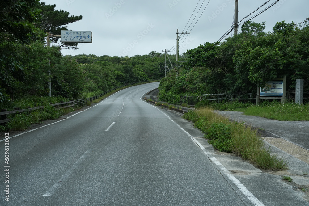 沖縄県 西表島 サキシマスオウノキ群落