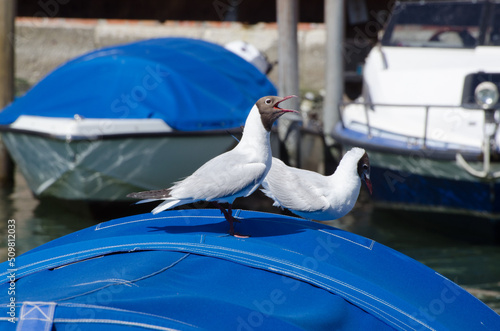 Una coppia di gabbianelle sulla copertura di una barca a Venezia, una delle due sta emettendo il suo verso photo