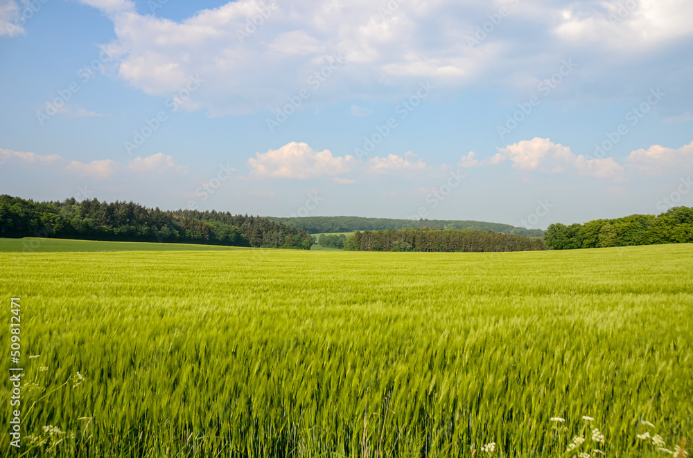 Beautiful green field landscape in countryside with trees in the background and blue sky. Wild high grass in nature. Summer and springtime scene with copy space.