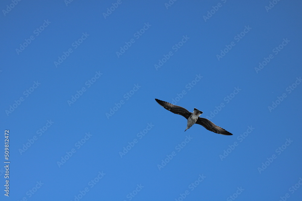 Seagull flying in the sky Seagull flying in the sky