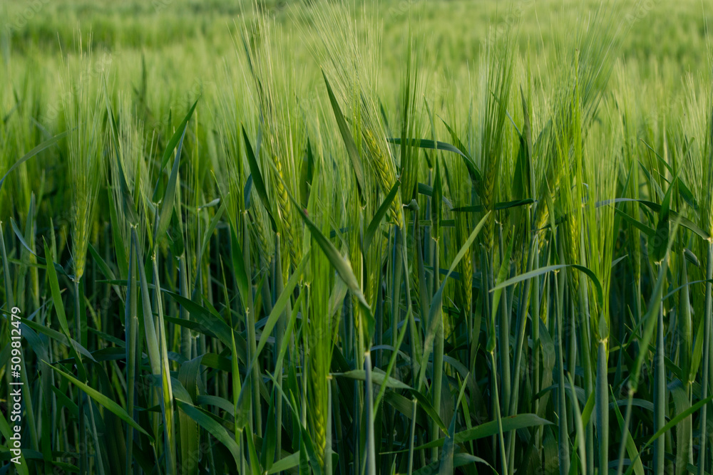 green barley growing in the field