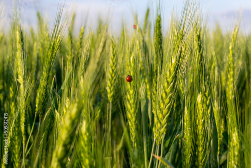 green barley growing in the field